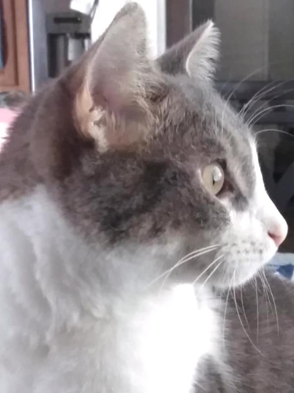 /Images/uploads/Friends of Seal Beach Animal Care Center/2022sbacc/entries/21525thumb.jpg